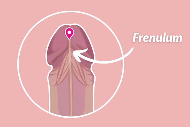 frenulum-anatomy-educational-diagram Educational diagram labeling the frenulum on an illustrated penis anatomy image.