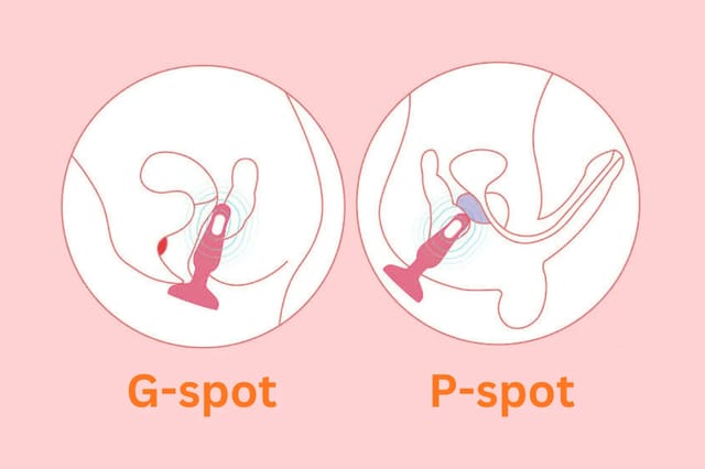 g-spot-p-spot-diagram Illustration showing a vibrator stimulating the G-spot and P-spot, comparing internal placement and targeted stimulation zones.