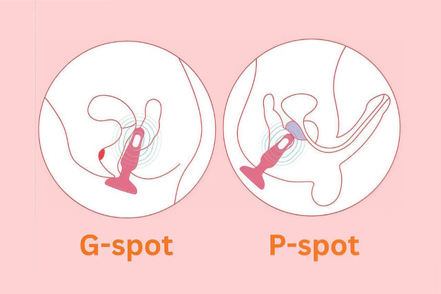 g-spot-p-spot-pleasure-diagram Educational diagram showing G-spot and P-spot stimulation areas with toy placement illustrations.